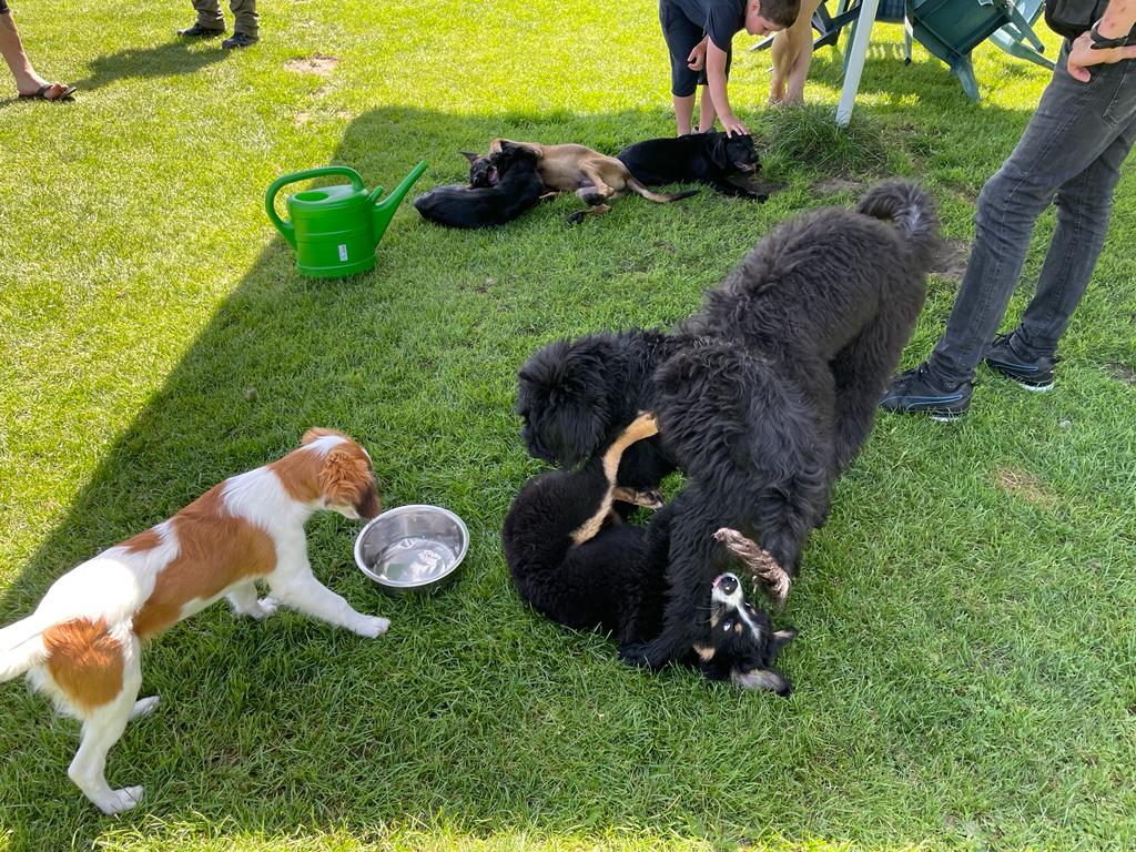 Zwei Hunde liegen auf dem Rasen und spielen, ein anderer Hund trinkt aus einer Wasserschale