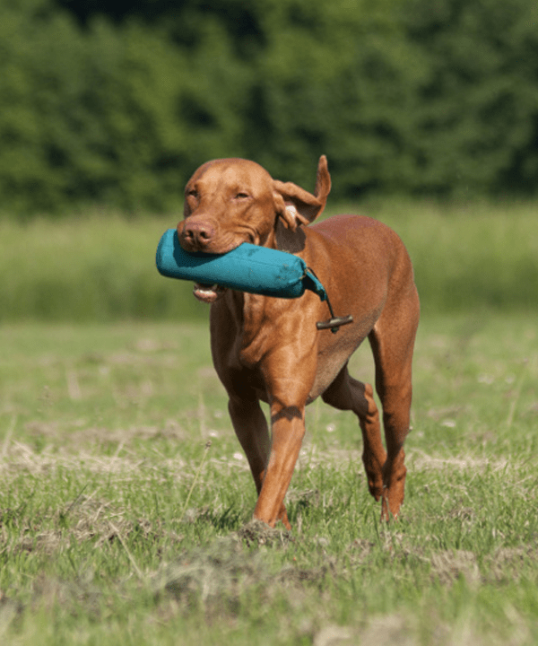 Ein Hund hält einen Dummy im Mund für das Training der Hundeschule