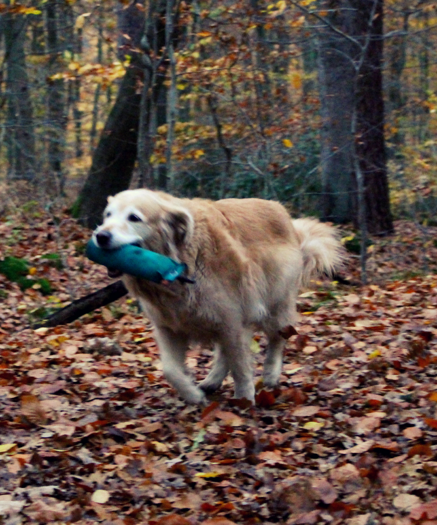 Ein Hund hält einen Dummy im Mund für das Training der Hundeschule