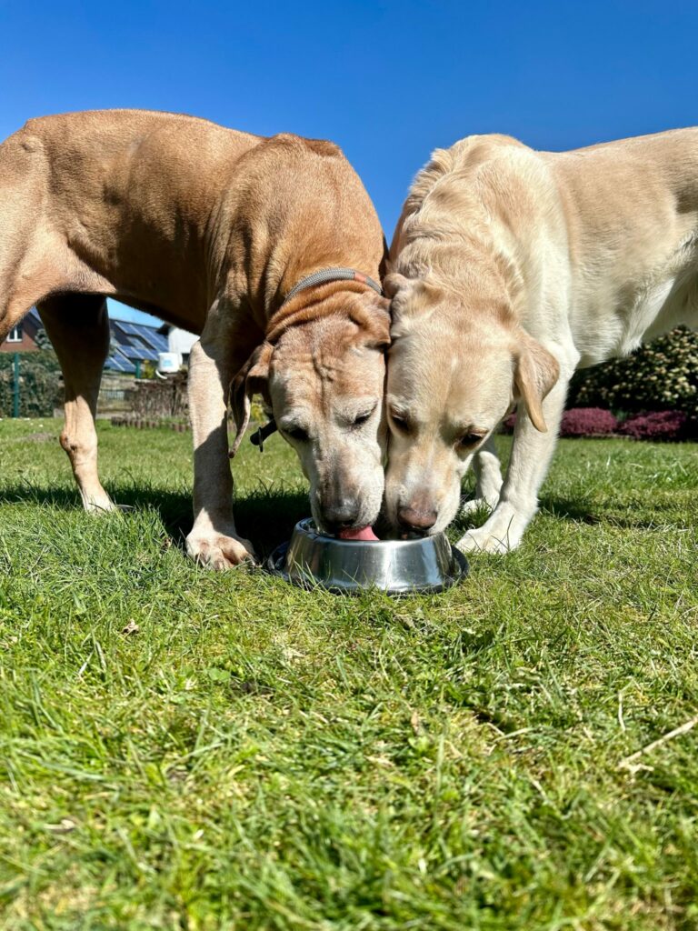 Zwei Hunde trinken aus einer Wasserschüssel