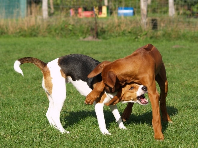 Zwei Hunde spielen miteinander und der eine Hund schnappt nach dem Bei des anderen 