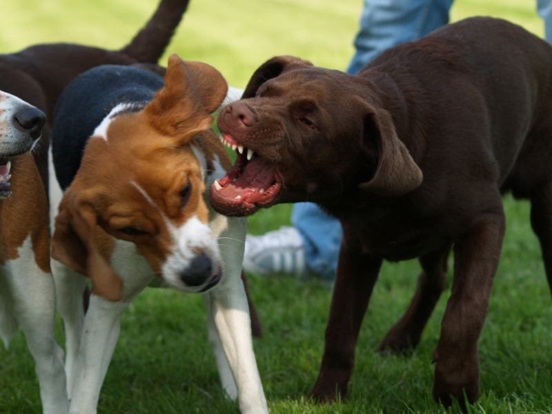 Zwei Hunde zeigen ihre Zähne und der eine schnappt nach dem anderen