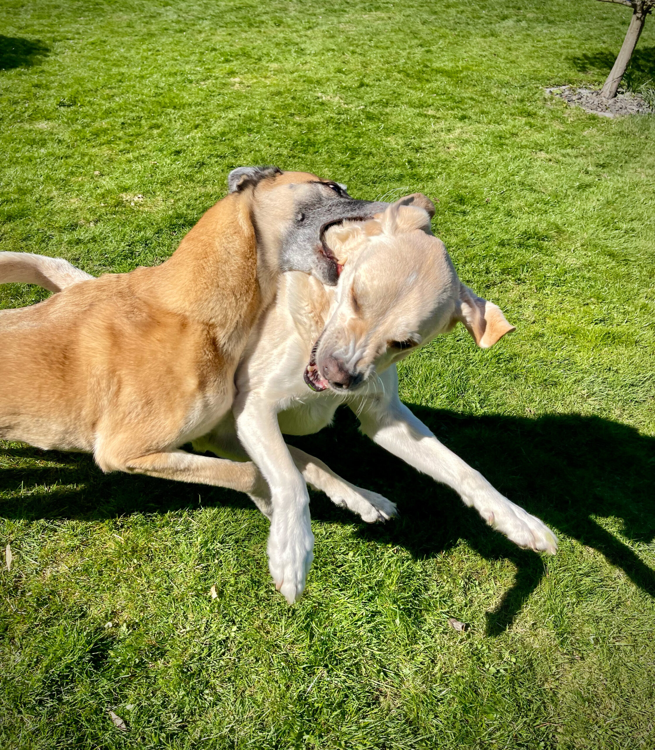 Ein Hund beißt einen anderen Hund spielerisch am Hals