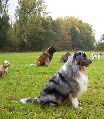 5 Hunde sitzen auf dem Platz der Hundeschule und warten auf ein Kommando